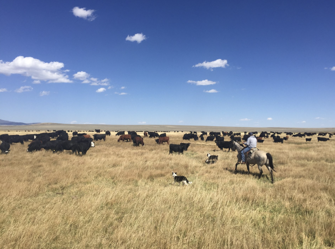 Private land conservation has high ROI to wildlife